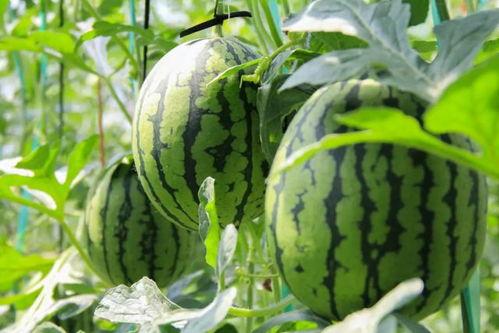 南昌吃瓜群众免费吃瓜微信,微信“吃瓜群众”活动引关注